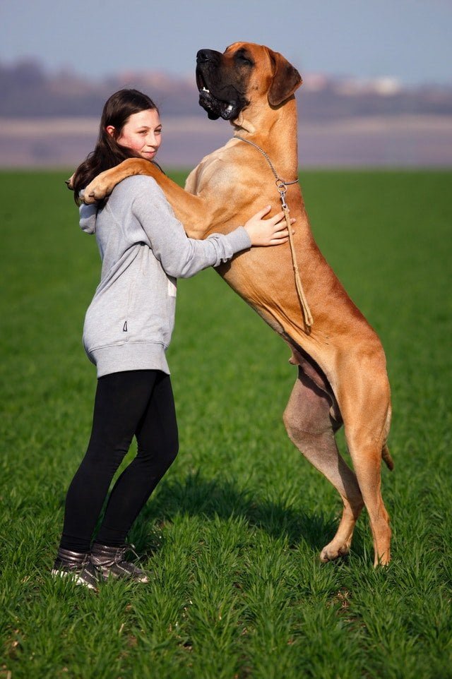 Getting a online great dane